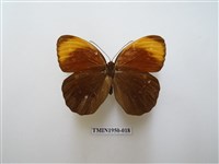 藏品(串珠環蝶)的圖片